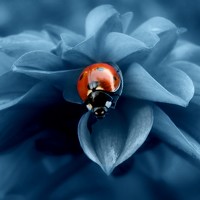 Портрет фотографа (аватар) Ksenija Glavak